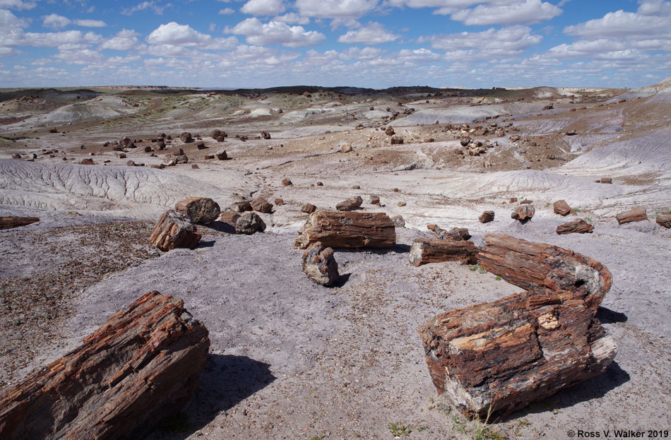 Petrified logs, Crystal Forest Loop, Petrified Forest National Park, Arizona