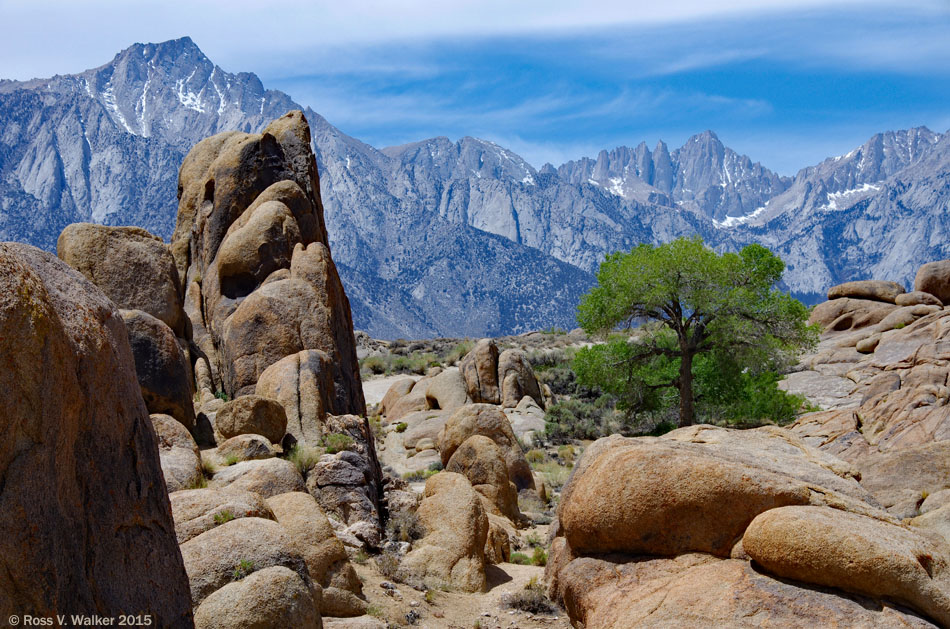 Alabama Hills with one tree and the Sierra Nevada mountains in the background