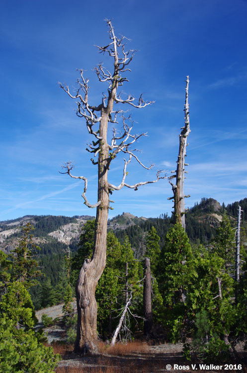 Dead trees in Tahoe National Forest near Poker Flat, California