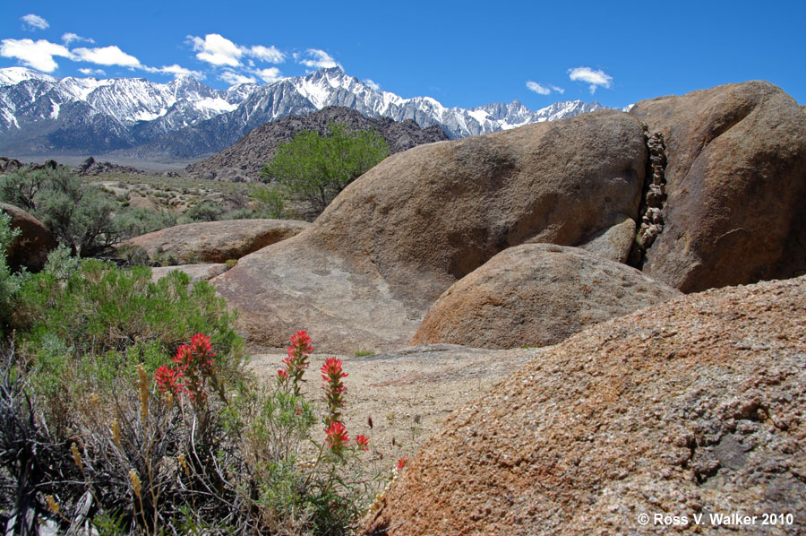 Indian paintbrush and boulders, Sierra Nevada mountains, Alabama Hills, California