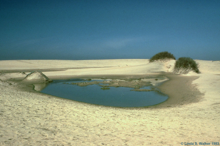 Pool in the dunes, Ano Nuevo State Park, California