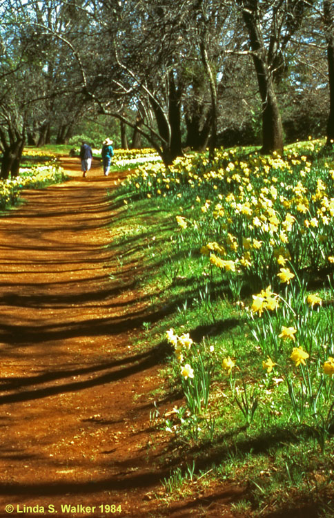 A stroll through Daffodil Hill, Amador County, California