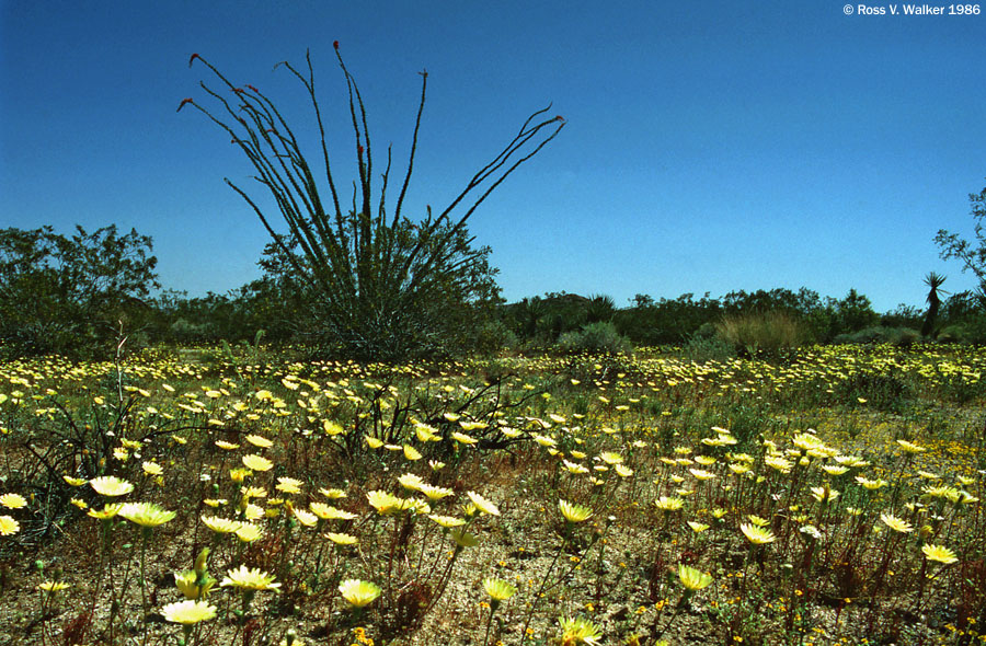 Ocotillo and desert dandelions, Joshua Tree National Monument, California 