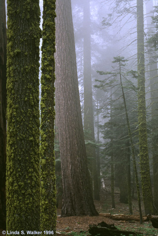 Moss and mist, King's Canyon National Park,  California
