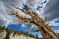 A dead bristlecone snag can stand for centuries in the White Mountains of California