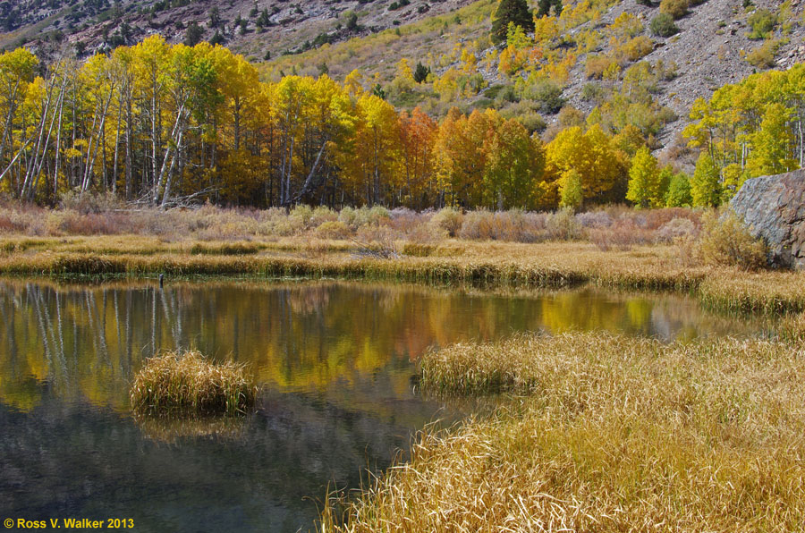 Fall color reflects in an old beaver pond in Lundy Canyon, California