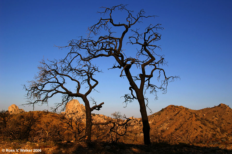 Trees burned in a wildfire, Mid-Hills, Mojave National Preserve, California