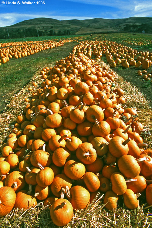 Pumpkins galore, Half Moon Bay, California