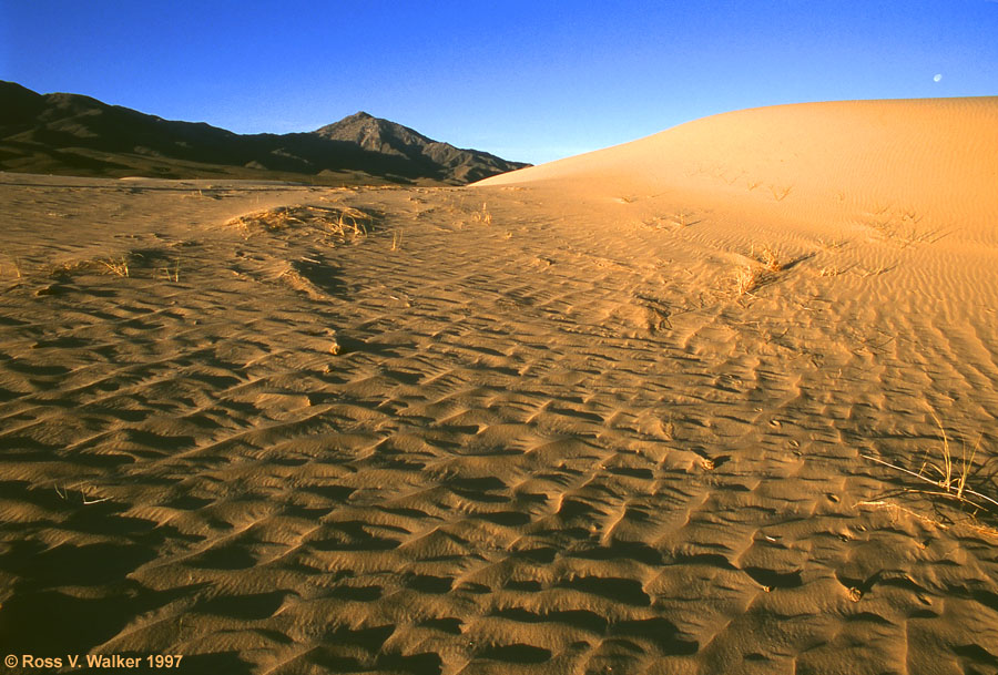 Windswept Sand, Kelso Dunes, Mojave National Preserve, California 