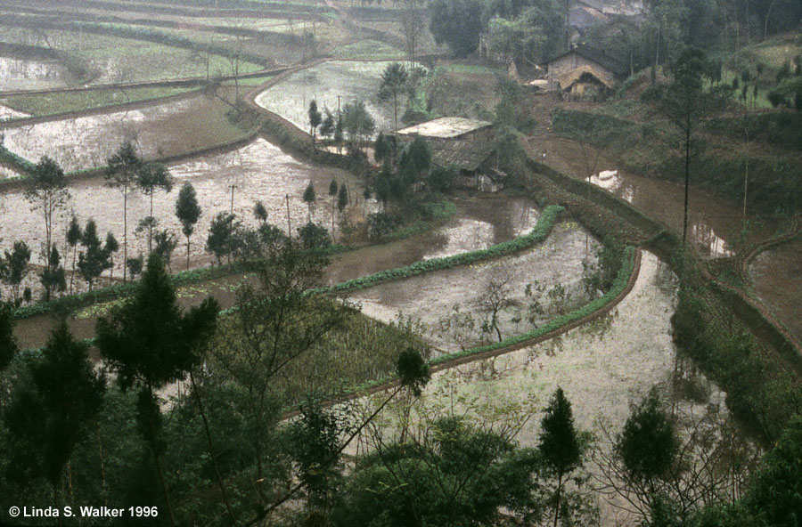 Rice Paddies in the Rain on the Road to Dazu, China