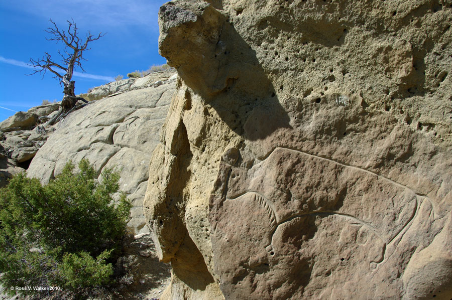Bison petroglyph, White Mountains, Wyoming