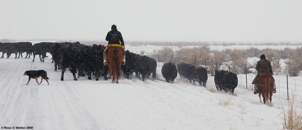Cattle drive in heavy snow.  North Beach Road, St. Charles, Idaho