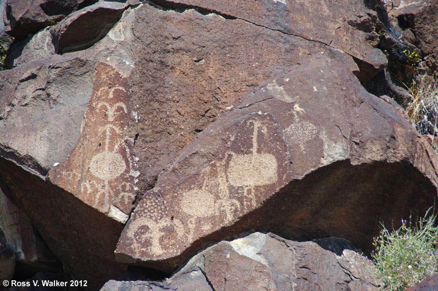 Coso bighorn sheep heads or bird petroglyphs