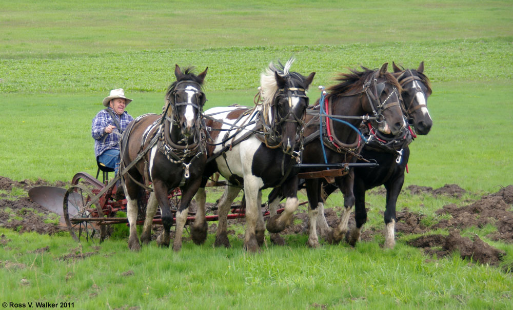 Monte Smith plows with a four horse team at Sharon, Idaho