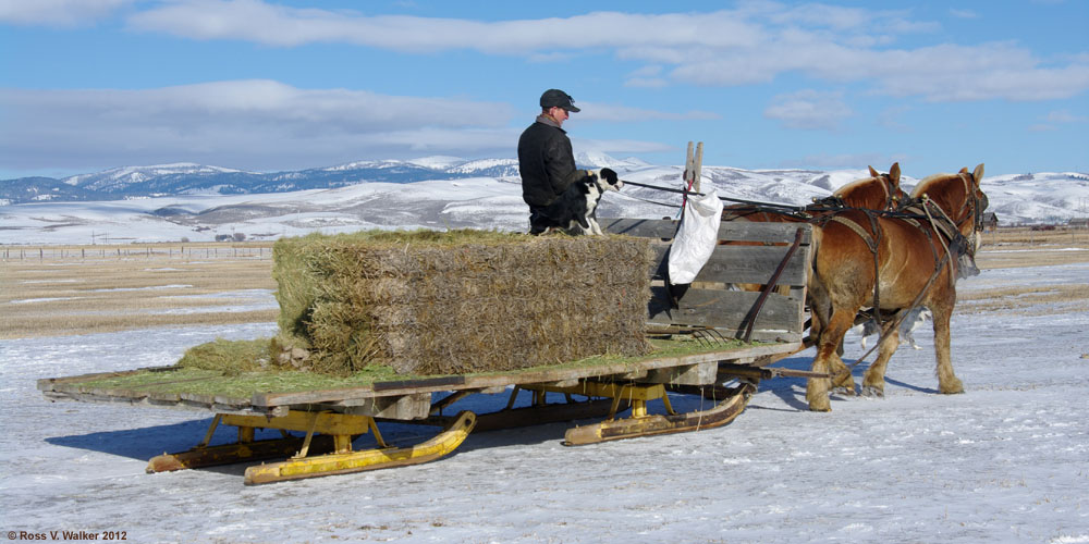 Feeding cattle in winter using a horse-drawn sleigh, Montpelier, Idaho