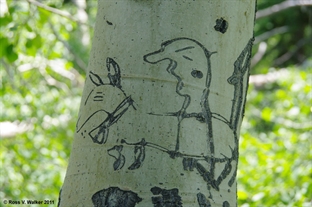 Arborglyph Critter