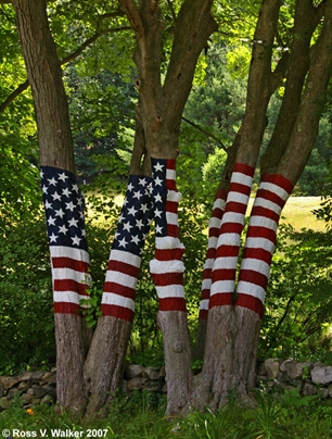 Flag Trees, Newtown, CT