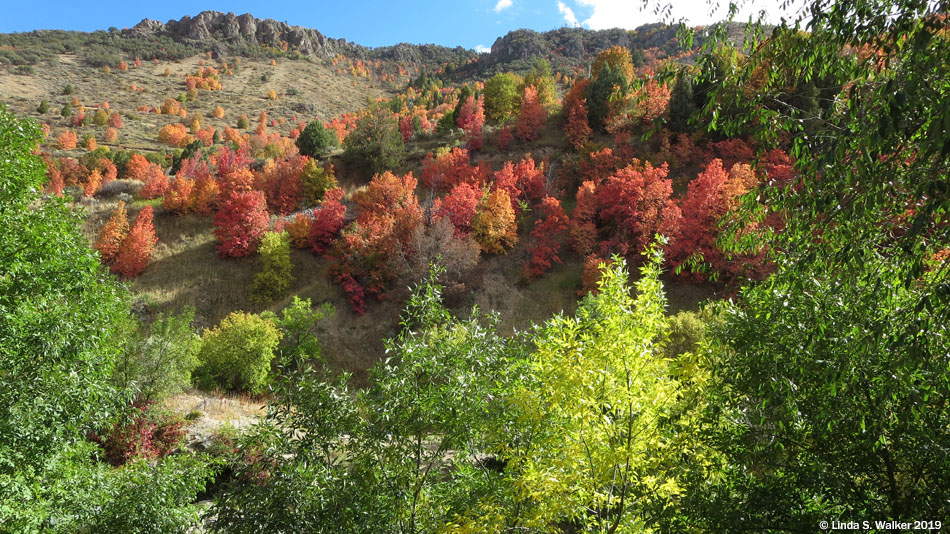 Autumn maples on the hills above Lava Hot Springs, Idaho
