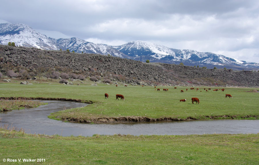 Marsh Creek pasture between Inkom and McCammon, Idaho