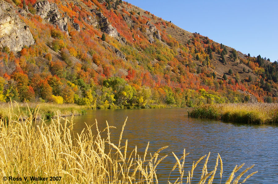 Fall color along the shores of upper Oneida Reservoir, Idaho