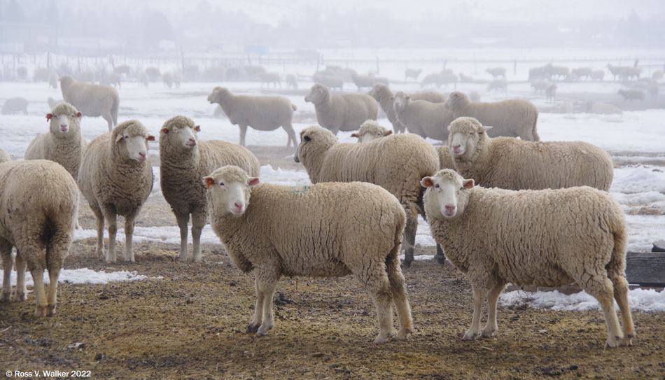 Sheep in the fog, Laketown, Utah
