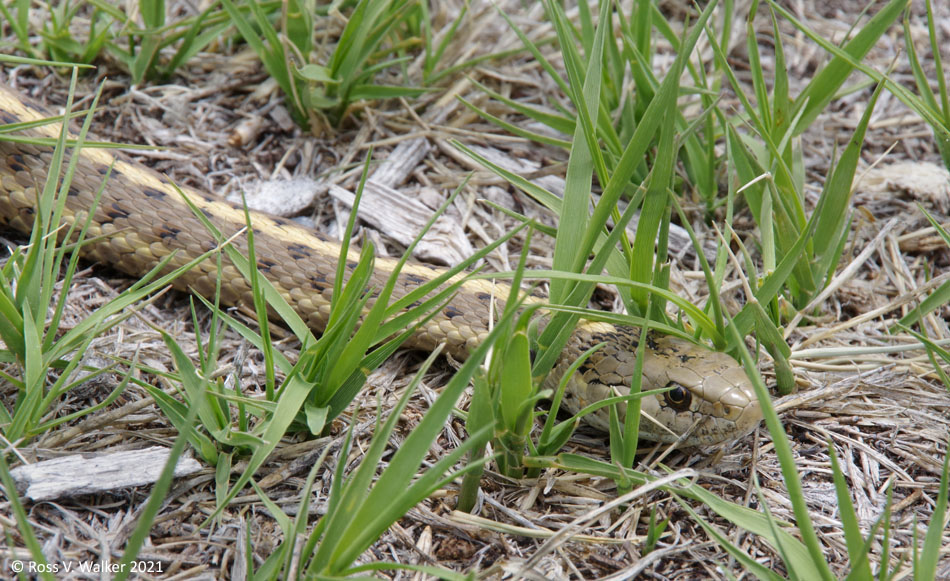 Terrestrial garter snake near Bear Lake, Idaho
