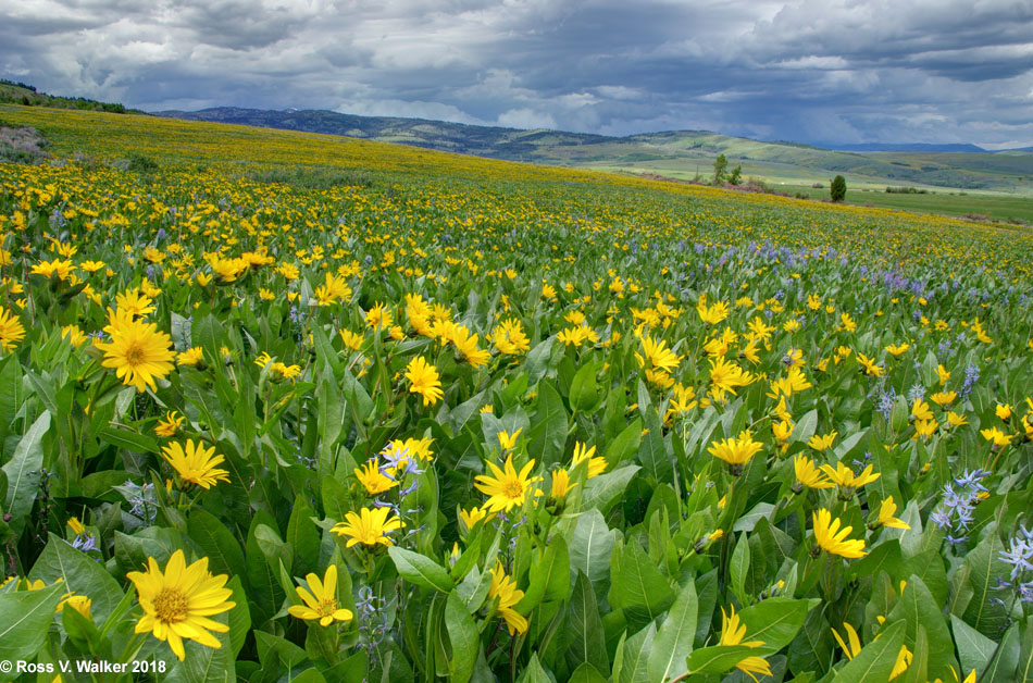 Hillside carpeted with millions of arrowleaf balsamroot in Liberty, Idaho.