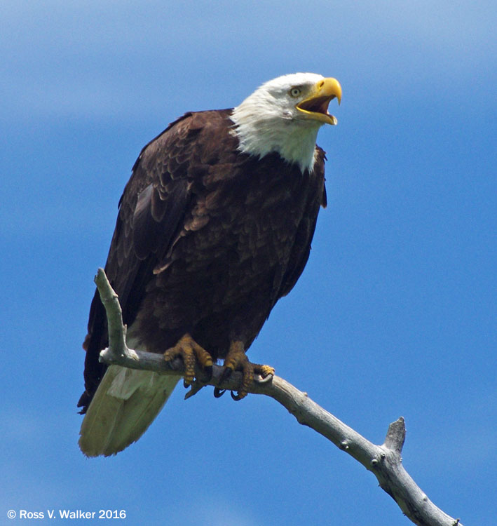 Bald eagle near its nest in the Bear Lake Valley, Idaho chirping a warning