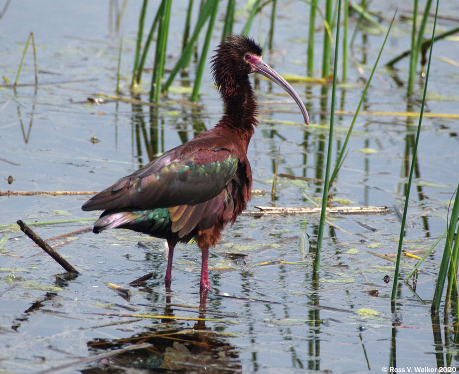 Whitei-faced ibis, Bear Lake National Wildlife Refuge, Idaho