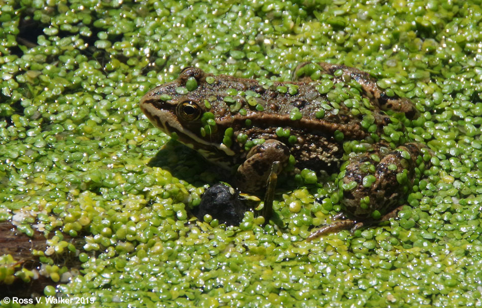 Columbia spotted frog in duckweed, Palouse region, Washington