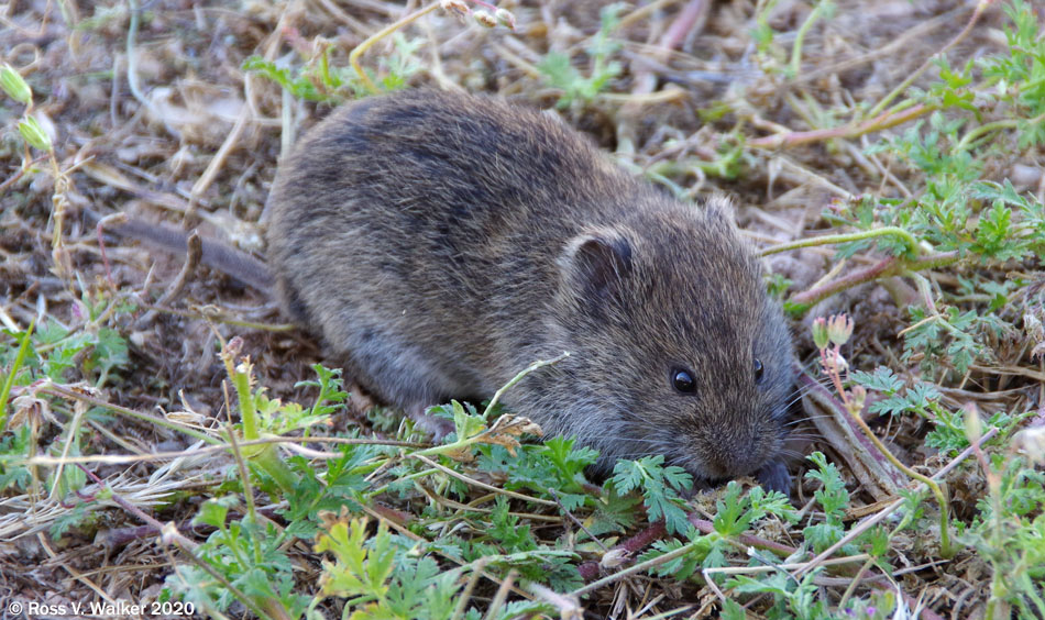 Vole (meadow mouse) in the campground at Bear Lake State Park, Idaho