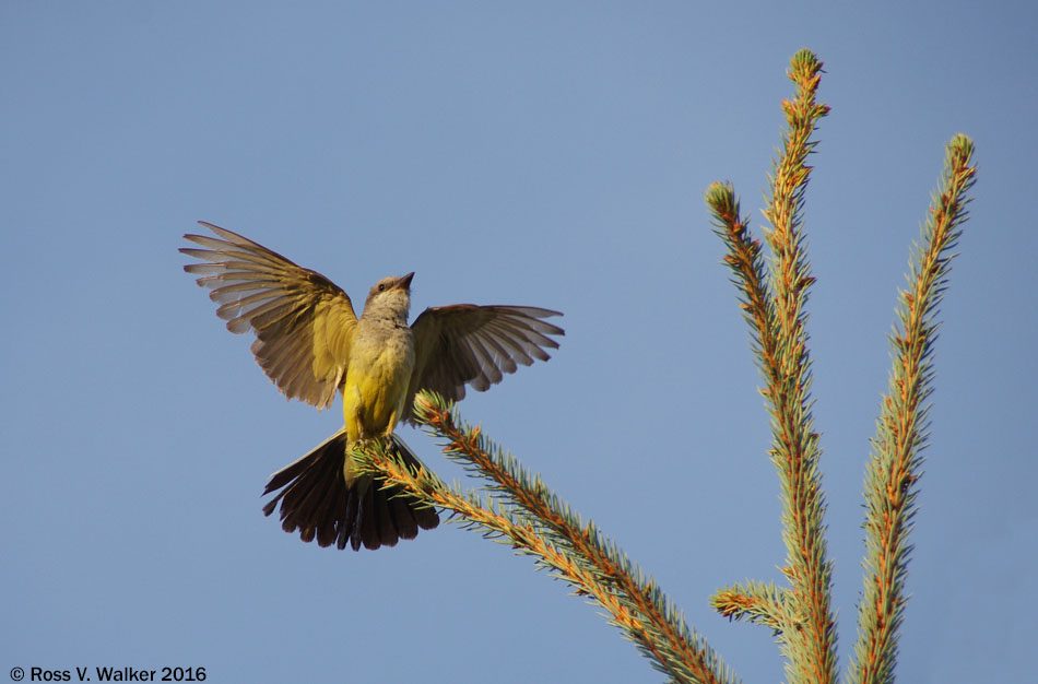 Western Kingbird watching over a nest in Montpelier, Idaho