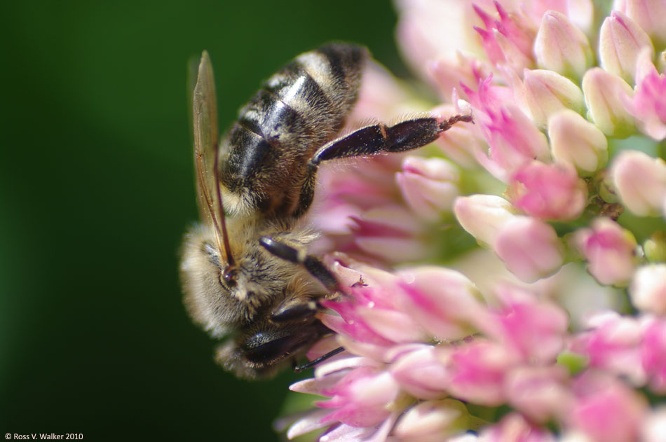Honey bee on sedum, Montpelier, Idaho