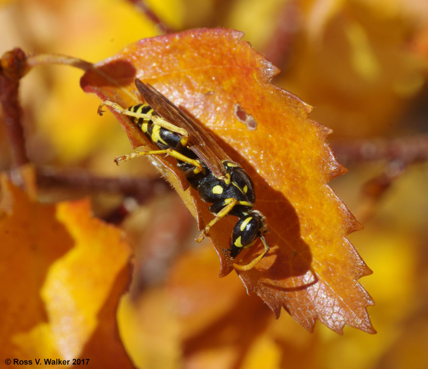 European paper wasp (polistes dominula) on an autumn leaf, Bear Lake, Utah