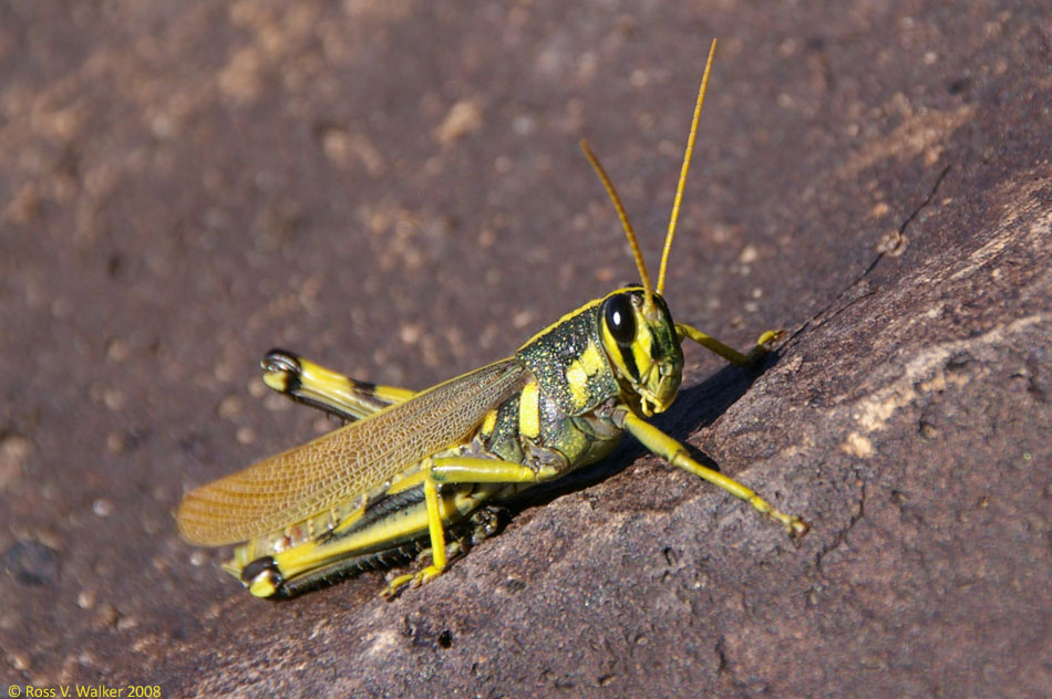 Possibly a Schistocerca albolineata grasshopper. Three Rivers, New Mexico