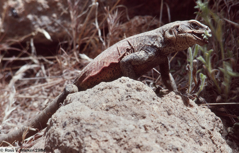 Chuckwalla, a vegetarian reptile, Hole In The Wall, Mojave National Preserve, CA