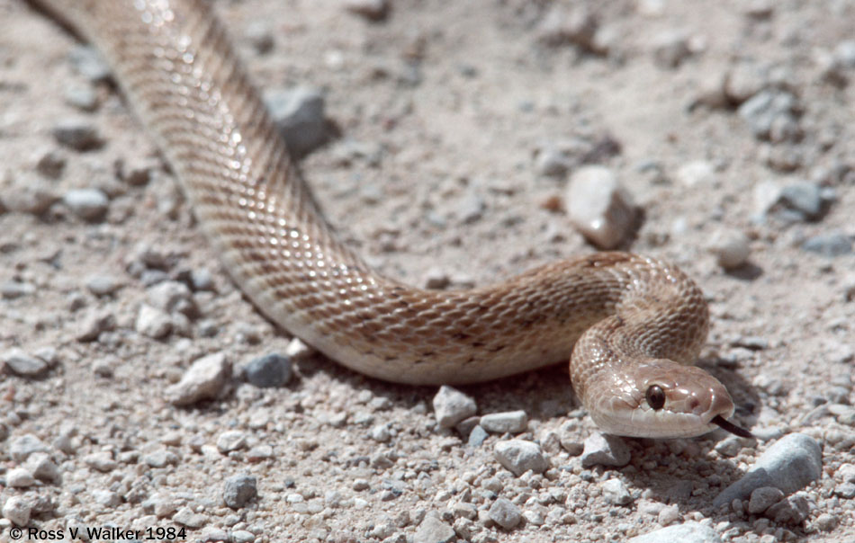 Desert glossy snake, Lanfair Valley, Mojave National Preserve, California