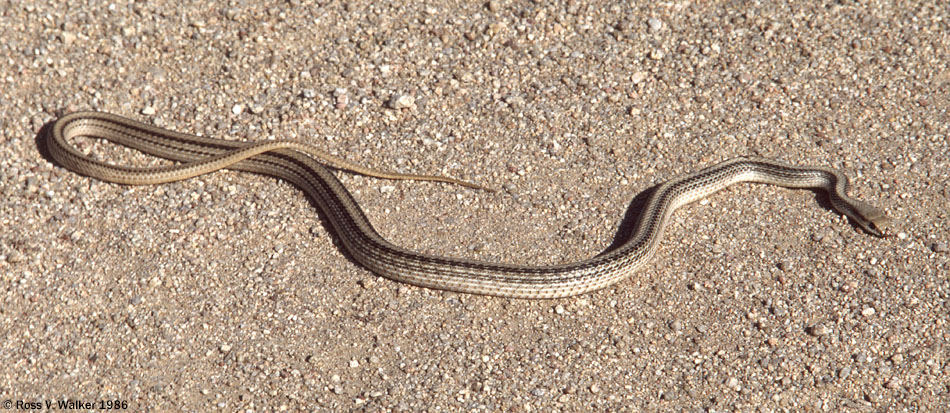 Western patch-nosed snake, Lanfair Valley, Mojave National Preserve, California