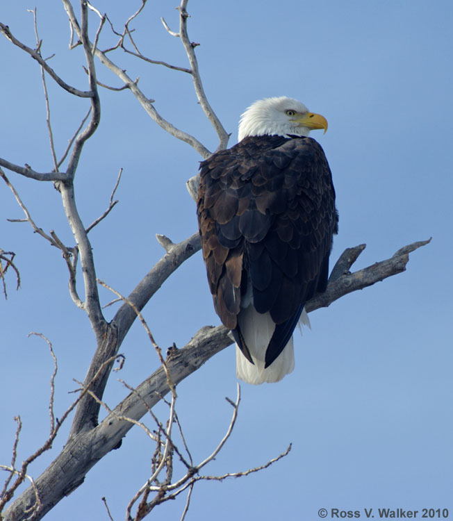 Bald eagle, Laketown, Utah