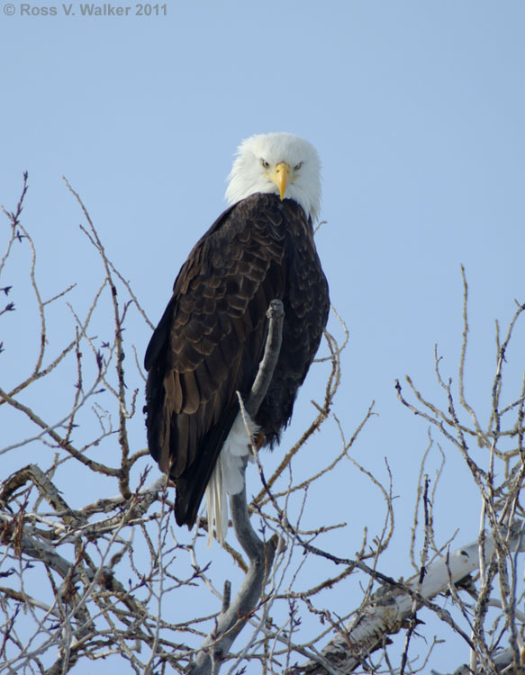 The intense stare of a bald eagle in Laketown, Utah
