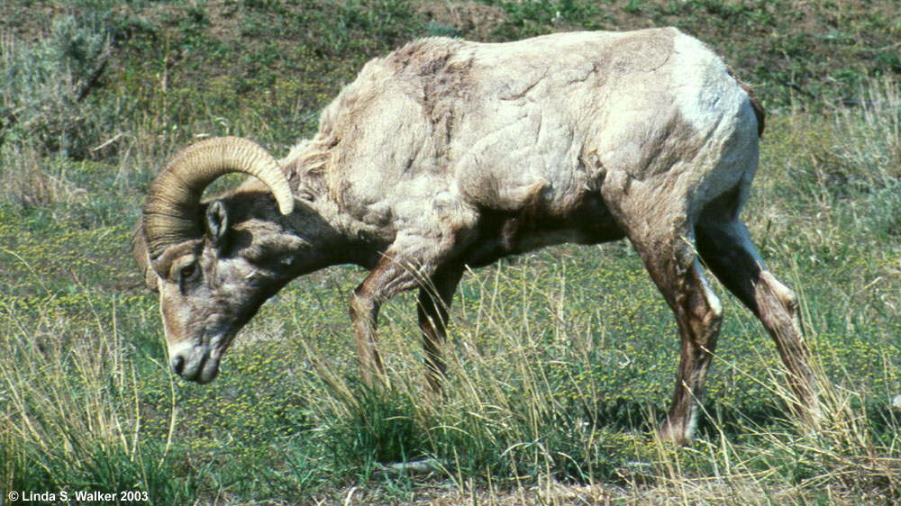 Big Horn Sheep, Grazing Ram, east of Yellowstone National Park, Wyoming