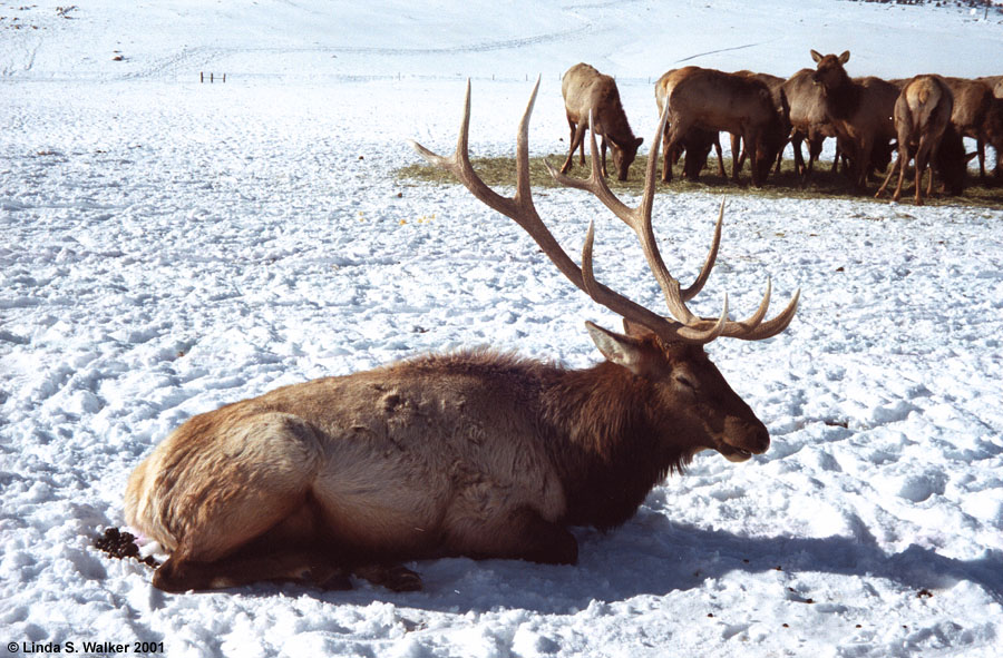 Bull Elk, Hardware Ranch, Utah 