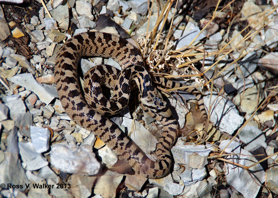Bull snake, Tuscarora, Nevada
