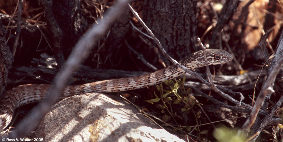 Red coachwhip snake, Marl Springs, Mojave National Preserve, California