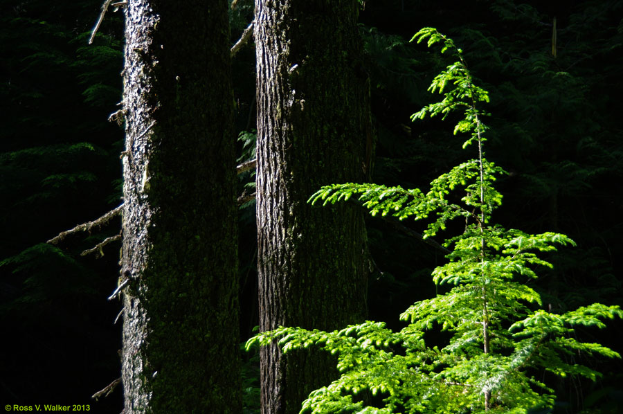 Old growth and young cedars, Settler's Grove, Idaho