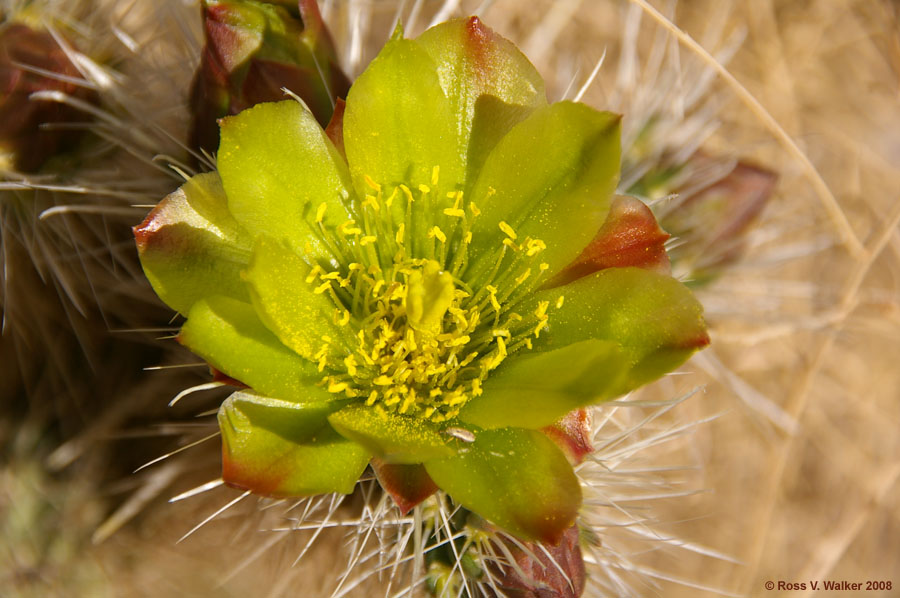 Silver cholla flower at Hole In The Wall, Mojave National Preserve, California