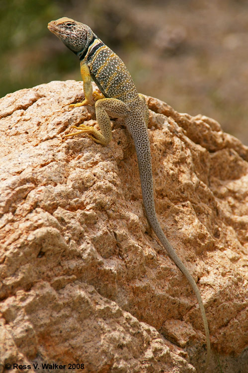 Collared Lizard, Park Canyon, Nevada