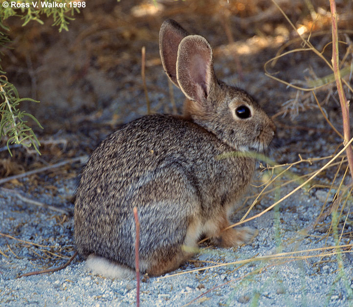 Desert cottontail rabbit, Mono Lake, California