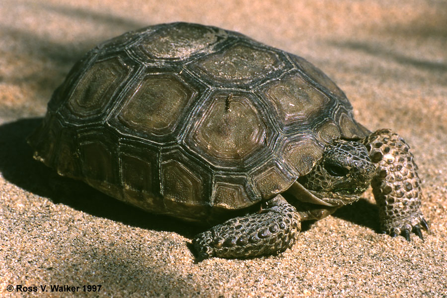 Desert Tortoise, Kelso Dunes, Mojave National Preserve, California