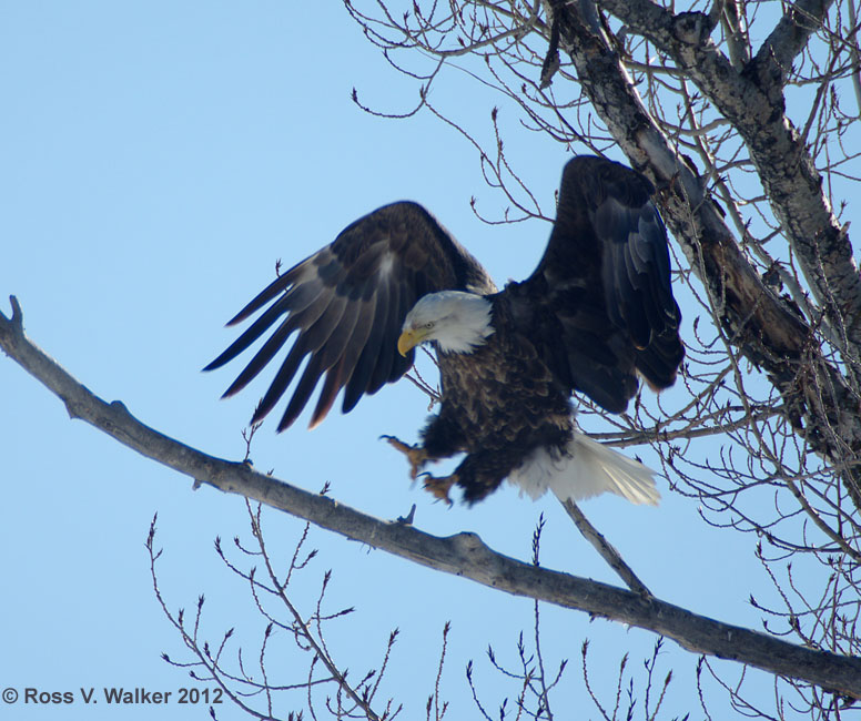 Bald eagle landing in a tree near Montpelier, Idaho